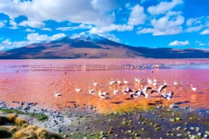 flamencos-laguna-colorada